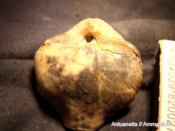 Choristites, Spiriferida