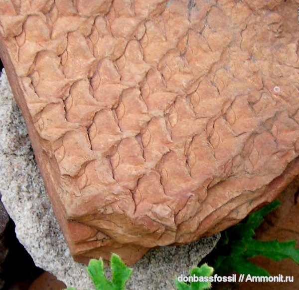 лепидофлойос, Донецк, Lepidophloios