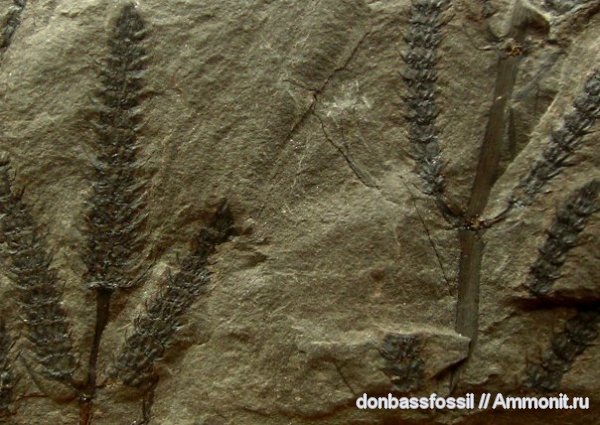 Calamostachys, Донецк, каламостахис