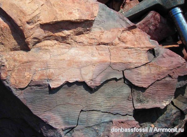 каламиты, аннулярии, сфенофиллумы, Донецк