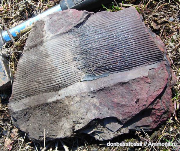 карбон, каламиты, Донецк