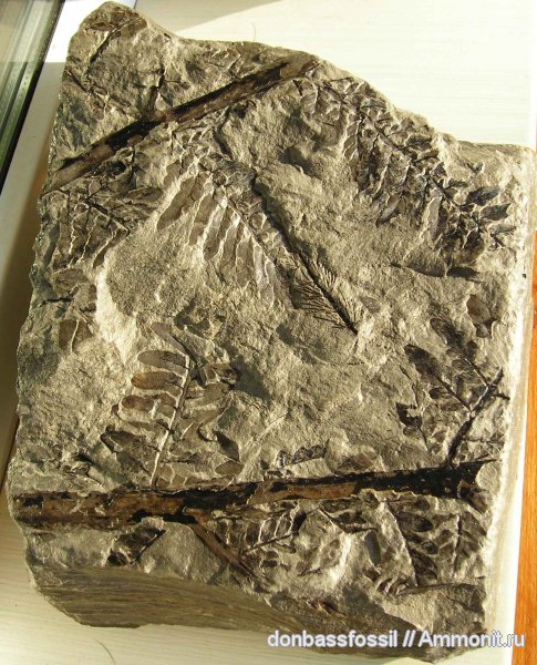 Neuropteris tenuifolia, Neuropteris