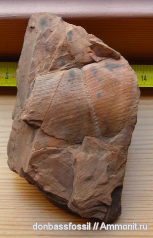 карбон, каламиты, Донецк