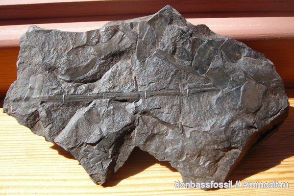 карбон, каламиты, Донецк, клинолист, Sphenophyllum