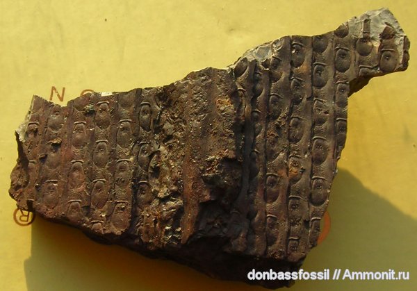 сигиллярия, Донецк, Sigillaria davreuxi