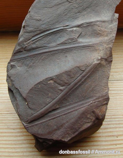 Belonophyllum acriculum