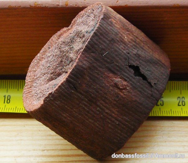 карбон, каламиты, Донецк