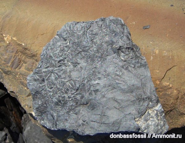 Донецк, Sphenophyllum