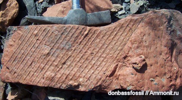 карбон, сигиллярия, Донецк, Sigillaria latibasa