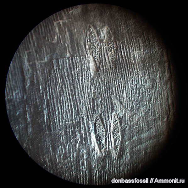 сигиллярия, плауновидные, Донецк, сирингодендроны