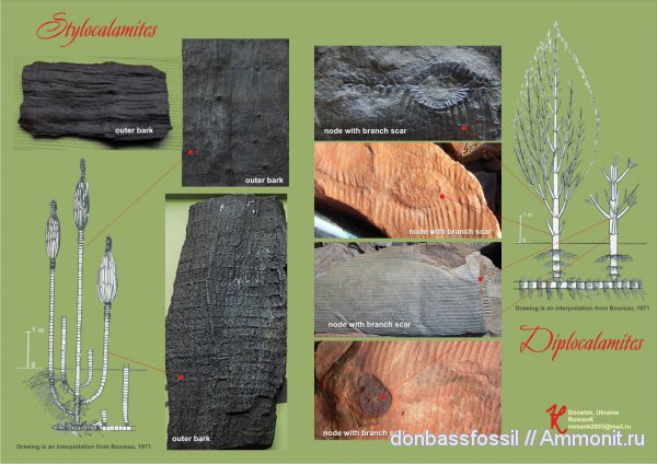 каламиты, Calamites