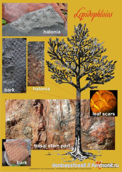 лепидофлойос, Lepidophloios