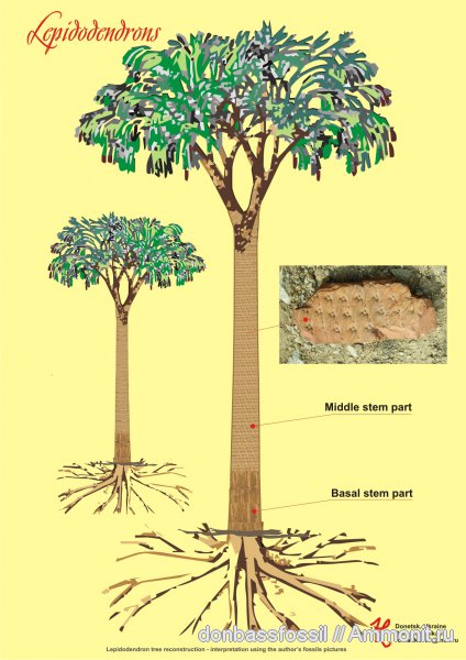 лепидодендрон, Lepidodendron