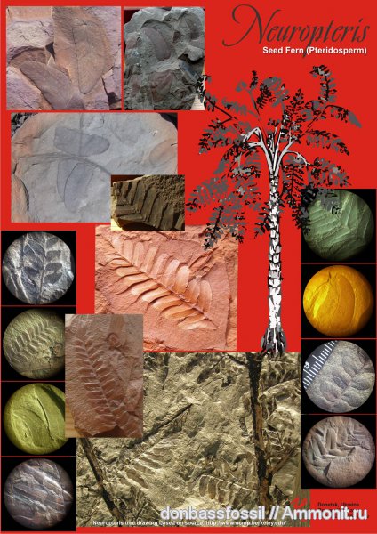 Neuropteris, нейроптерис