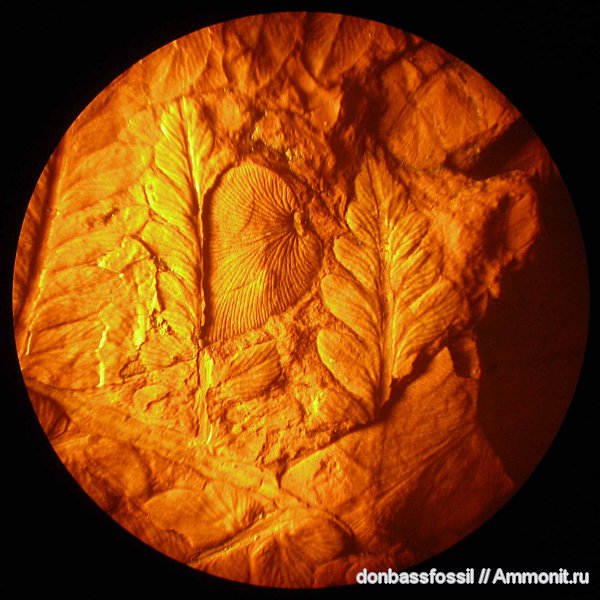 Mariopteris, мариоптерисы, Mariopteris nervosa