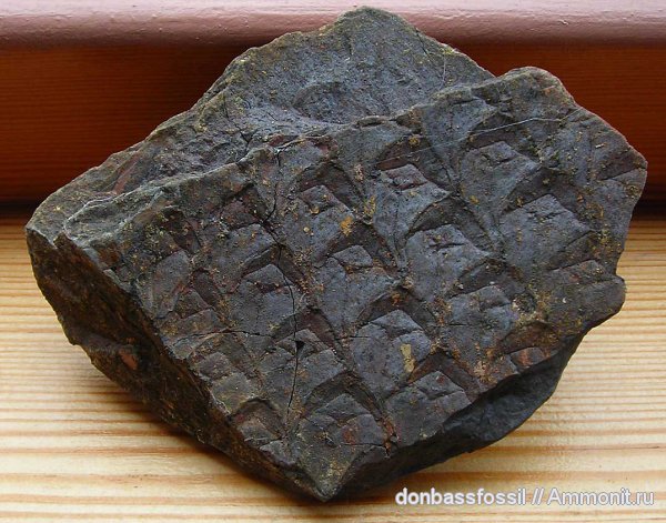 лепидодендрон, Донецк, Lepidodendron, Lepidodendron mannebachense