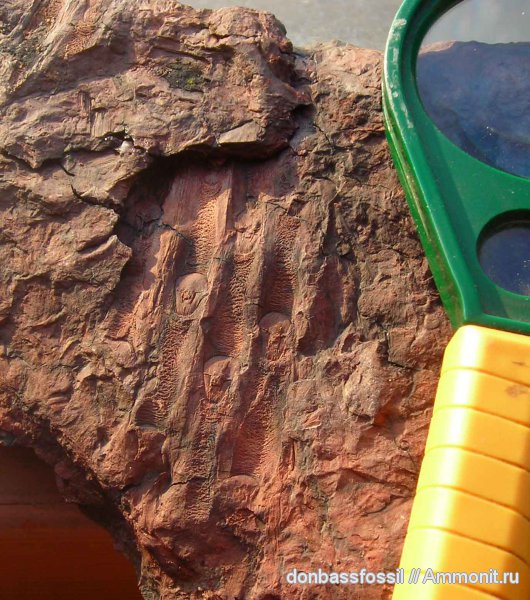 сигиллярия, Донецк, Sigillaria, Sigillaria rugosa