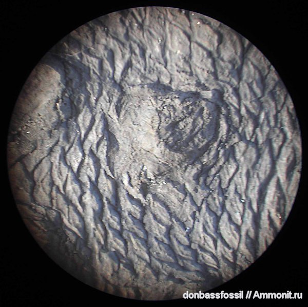 лепидофлойос, халонии