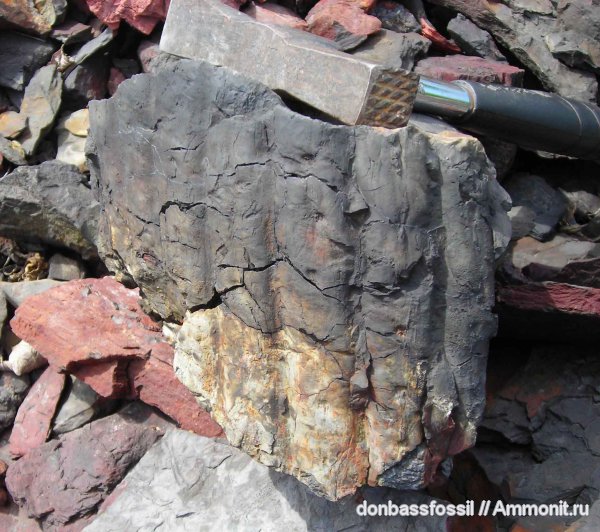 карбон, сигиллярия, Донбасс, плауновидные, Донецк, Sigillaria