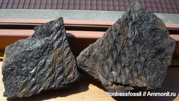 лепидодендрон, Донецк, Lepidodendron