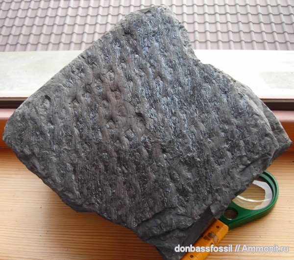 карбон, Донецк, Lepidodendron