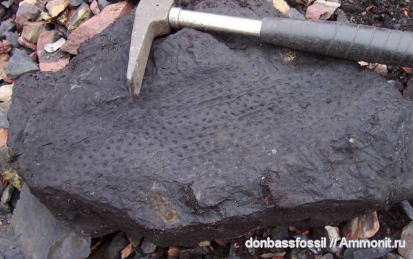 stigmaria, стигмарии, Донецк