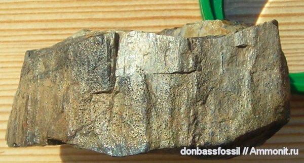 девон, Devonian, Донбасс, плауновидные