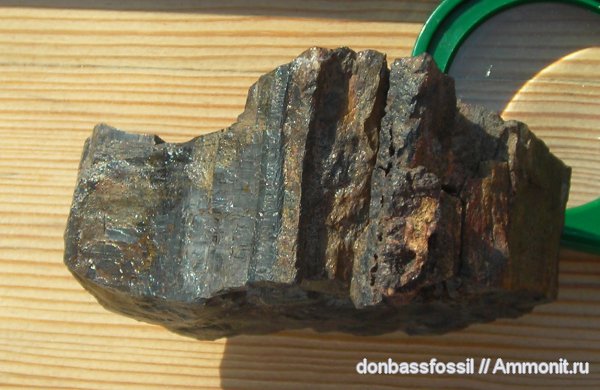 девон, Devonian, Донбасс, плауновидные