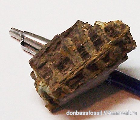 девон, Devonian, Донбасс, плауновидные