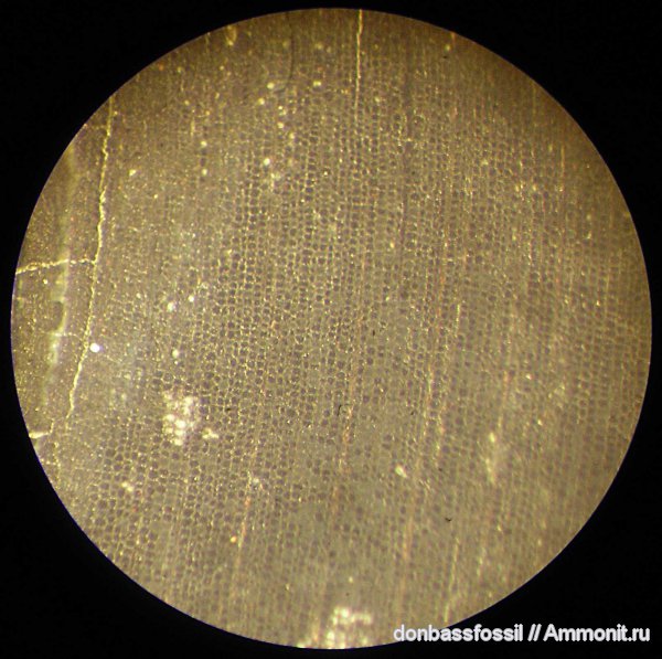 девон, Devonian, хелении, Залесский
