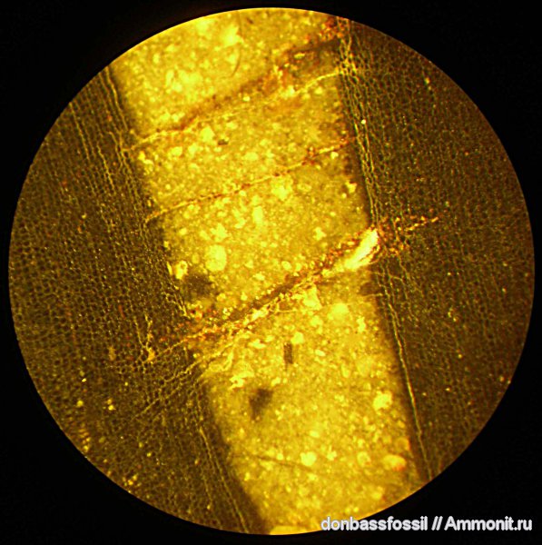 девон, Devonian, лепидодендропсис
