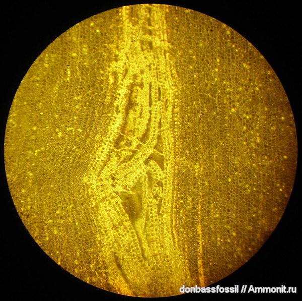 девон, Devonian, лепидодендропсис
