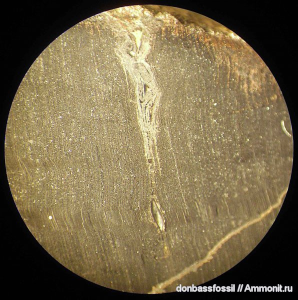 девон, Devonian, Донбасс, плауновидные