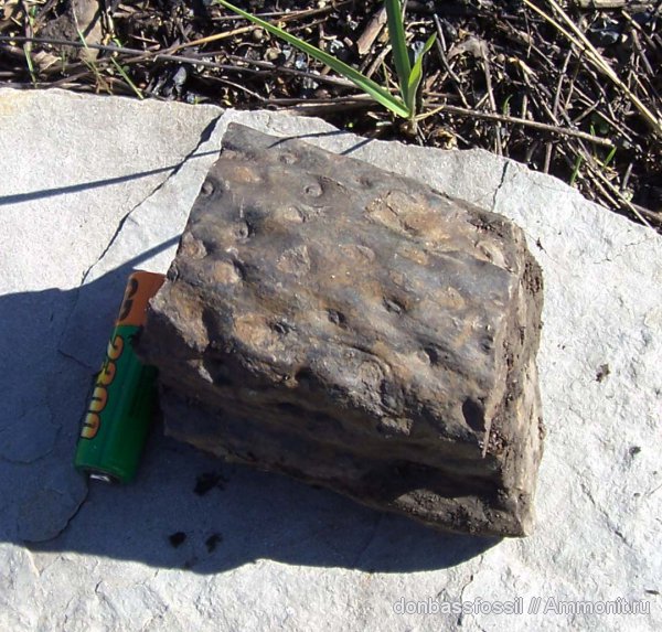 stigmaria, стигмарии, Донецк