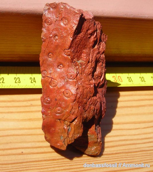 stigmaria, стигмарии, Донецк