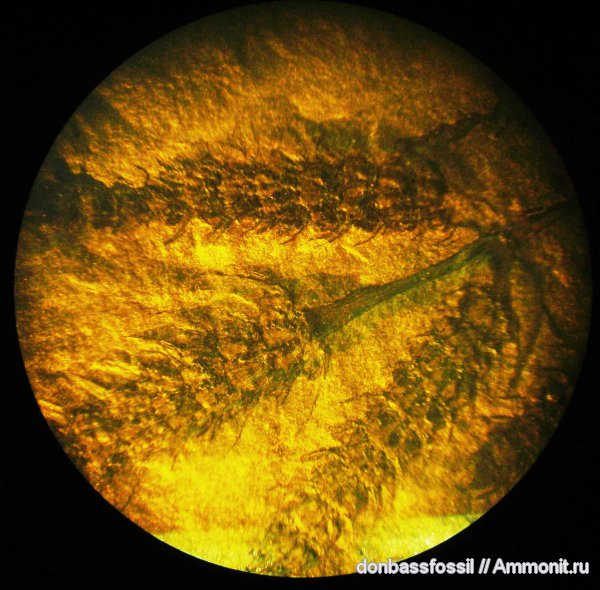 Calamostachys, каламиты, Донецк, каламостахис