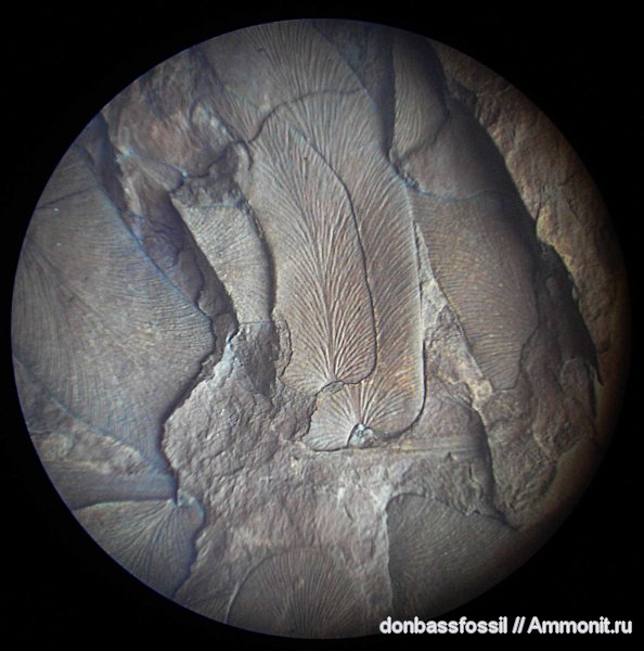 карбон, Донецк, Neuropteris, нейроптерис