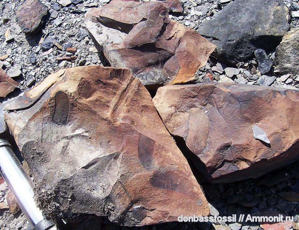 карбон, Донецк, Neuropteris, нейроптерис