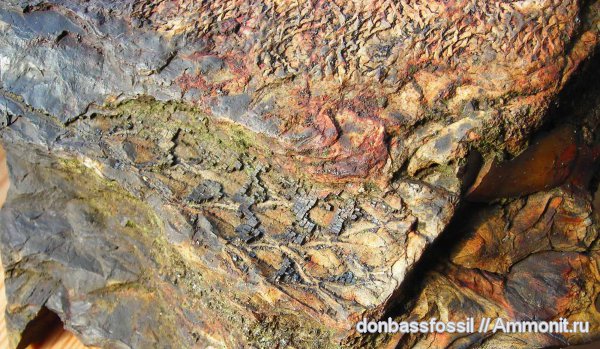 карбон, лепидодендрон, лепидофлойос, Донецк, Lepidodendron