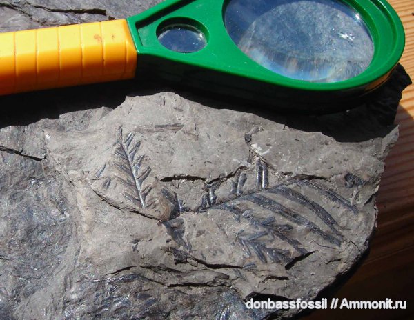 карбон, Донецк, Alethopteris, алетоптерисы, Alethopteris lonchitica
