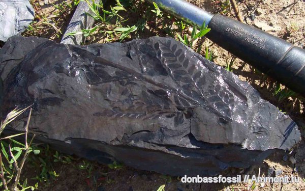 карбон, Донецк, Neuropteris, нейроптерис