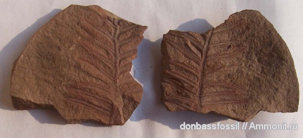 карбон, Донецк, Alethopteris, алетоптерисы, Alethopteris lonchitica