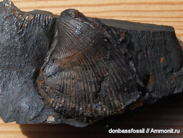 карбон, Choristites, Донецк, Spiriferida