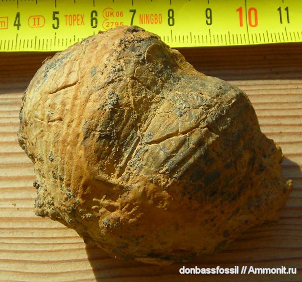 карбон, Донецк