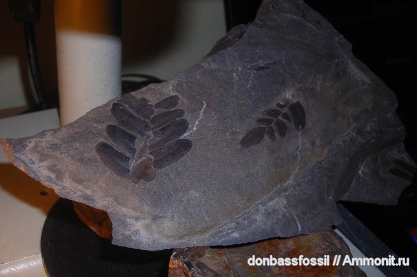 карбон, Донецк, Neuropteris, нейроптерис