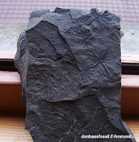 карбон, каламиты, Донецк, Annularia