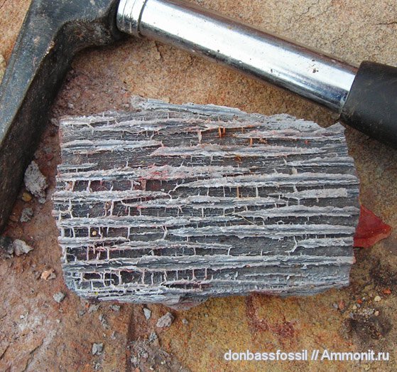 карбон, Донецк