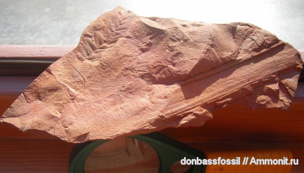 карбон, Донецк, Neuropteris, нейроптерис