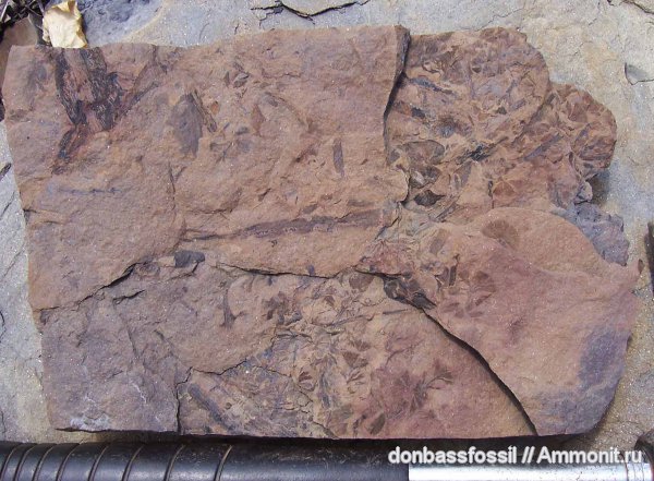 карбон, каламиты, сфенофиллумы, Донецк