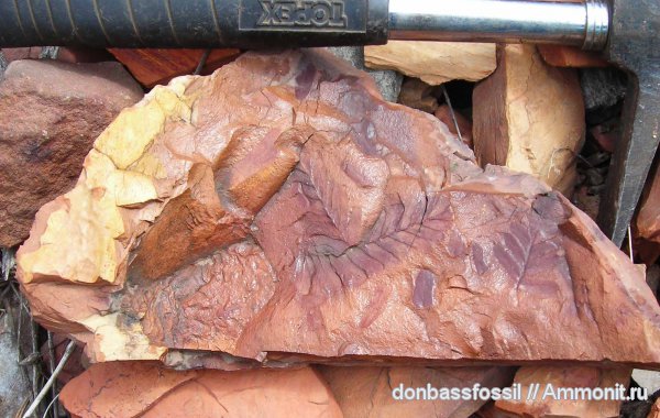 карбон, Донецк, Neuropteris, нейроптерис